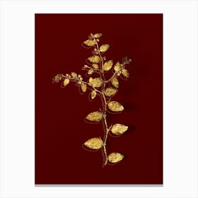 Vintage Christ's Thorn Botanical in Gold on Red n.0610 Canvas Print