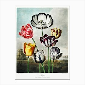 Tulips From The Temple Of Flora (1807), Robert John Thornton Canvas Print