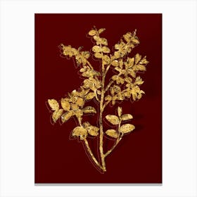 Vintage Bilberry Botanical in Gold on Red Canvas Print