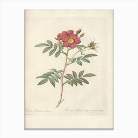 Rose Illustration, Pierre Joseph Redoute, Pierre Joseph Redoute (124) Canvas Print