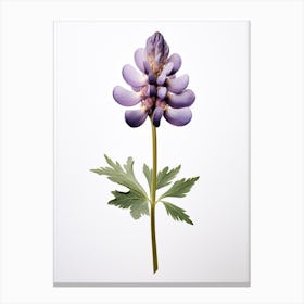 Pressed Wildflower Botanical Art Lupine 2 Canvas Print