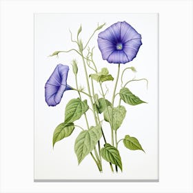 Morning Glories Flower Vintage Botanical 1 Canvas Print
