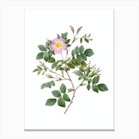 Vintage Malmedy Rose Botanical Illustration on Pure White n.0104 Canvas Print