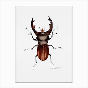 Lucanus cervus, the stag beetle, watercolor artwork Canvas Print