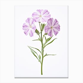 Pressed Wildflower Botanical Art Woodland Phlox 2 Canvas Print