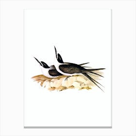 Vintage Panayan Tern Bird Illustration on Pure White n.0353 Canvas Print