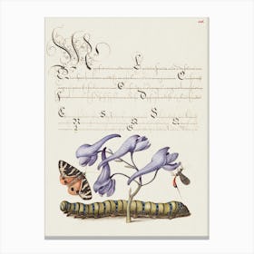 Scarlet Tiger Moth, Larkspur, Insect, And Caterpillar From Mira Calligraphiae Monumenta, Joris Hoefnagel Canvas Print