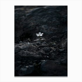 Single Flower In The Dark 64 Canvas Print