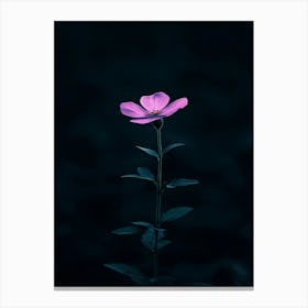 Single Flower In The Dark 9 Canvas Print