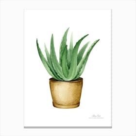 Aloe vera plant. Green plant. Beautiful plant. Thorns plant. Aloe vera flowers.12 Canvas Print