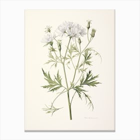 Cumin Vintage Botanical Herbs 0 Canvas Print