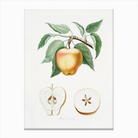 Carla Apple (Melo Carlo) From Pomona Italiana (1817 - 1839), Giorgio Gallesio Canvas Print