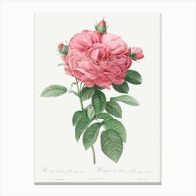 Giant French Rose Bloom, Pierre Joseph Redoute Canvas Print