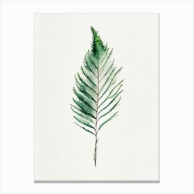 Douglas Fir Needle Leaf Minimalist Watercolour 3 Canvas Print