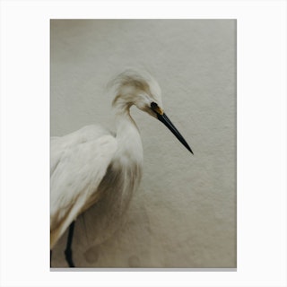 Egret To See You Canvas Print