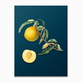 Vintage Peach Botanical Art on Teal Blue n.0594 Canvas Print