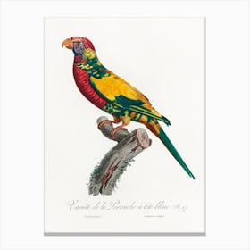 The Rainbow Lorikeet, From Natural History Of Parrots, Francois Levaillant Canvas Print