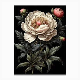 Peony 1 Canvas Print