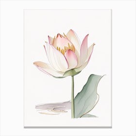 American Lotus Pencil Illustration 2 Canvas Print