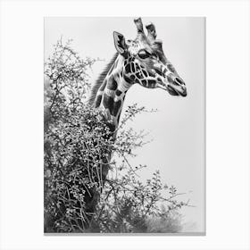 Giraffe With Head In The Branches Pencil Drawing 5 Canvas Print