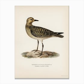 European Golden Plover, The Von Wright Brothers 1 Canvas Print