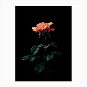 Single Rose On Black Background 48 Canvas Print