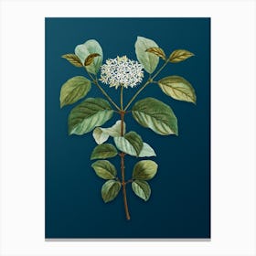 Vintage Common Dogwood Botanical Art on Teal Blue n.0061 Canvas Print
