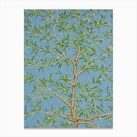 Live Oak 2 tree Vintage Botanical Canvas Print