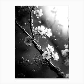 white and black cherry blossoms 2 Canvas Print