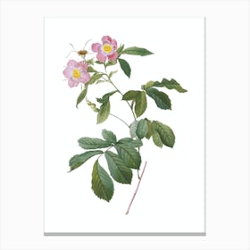 Vintage Pink Alpine Roses Botanical Illustration on Pure White n.0272 Canvas Print