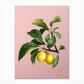 Vintage Ripe Plums on a Branch Botanical on Soft Pink n.0822 Canvas Print