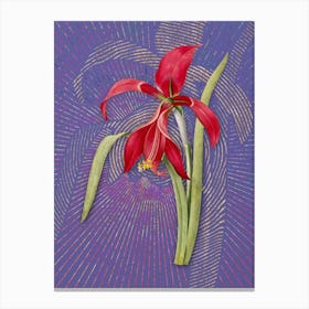 Vintage Amaryllis Botanical Illustration on Veri Peri n.0449 Canvas Print