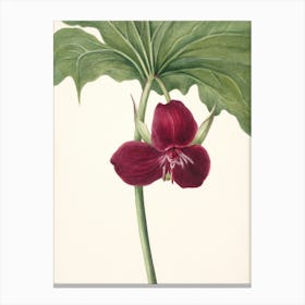 Vintage Botanical Mary Vaux Walcott _2732425 Canvas Print