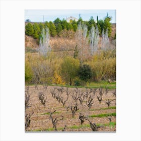 Vineyard In Spain 20211128 187ppub Canvas Print