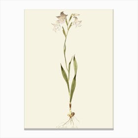 Lily Of The Valley 36 Canvas Print