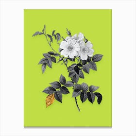 Vintage White Rosebush Black and White Gold Leaf Floral Art on Chartreuse n.0490 Canvas Print