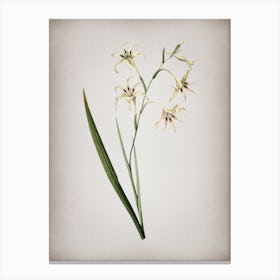 Vintage Gladiolus Cuspidatus Botanical on Parchment n.0485 Canvas Print