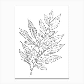 Bay Leaves Herb William Morris Inspired Line Drawing 1 Canvas Print