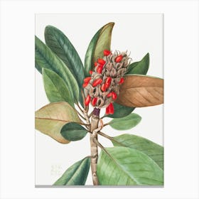 Vintage Botanical Mary Vaux Walcott _2732423 Canvas Print