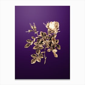 Gold Botanical Dwarf Damask Rose on Royal Purple n.2827 Canvas Print