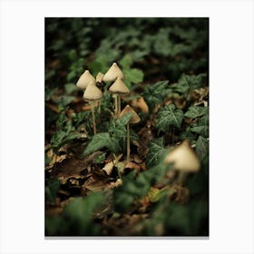 Little White Mushrooms // Nature Photography Canvas Print