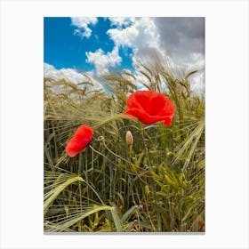 Red Poppies In A Wheat Field Canvas Print