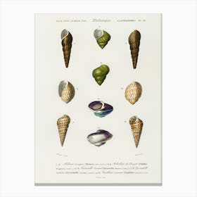 Different Types Of Mollusks, Charles Dessalines D'Orbigny 9 Canvas Print