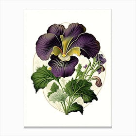 Pansy Wildflower Vintage Botanical 2 Canvas Print