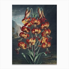 Vintage Thornton 3 Superb Lily Canvas Print