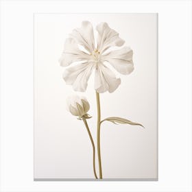 Pressed Wildflower Botanical Art White Campion 2 Canvas Print