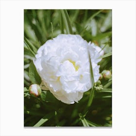 White Flower Blooming Canvas Print