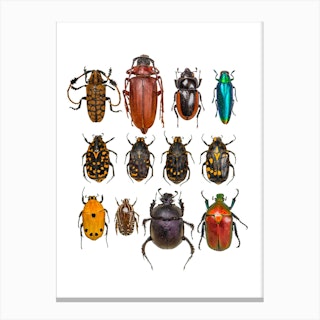 Collection Of Insects And Bugs Canvas Print