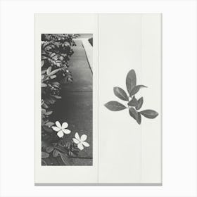 Jasmine Flower Photo Collage 2 Canvas Print