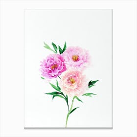 Peony 2 Watercolour Flower Canvas Print